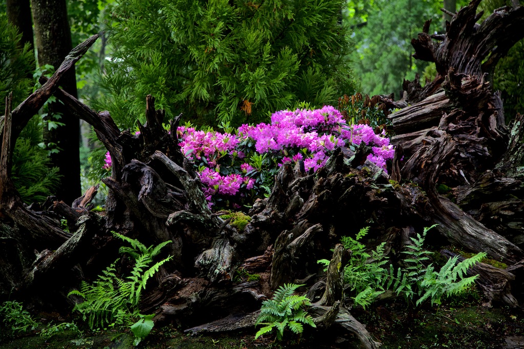 Bush of pink flowers in a forest
