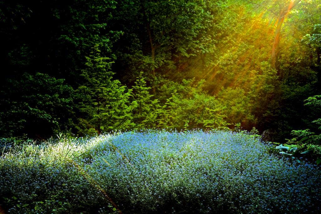 Field of flowers hit by a ray of sunlight