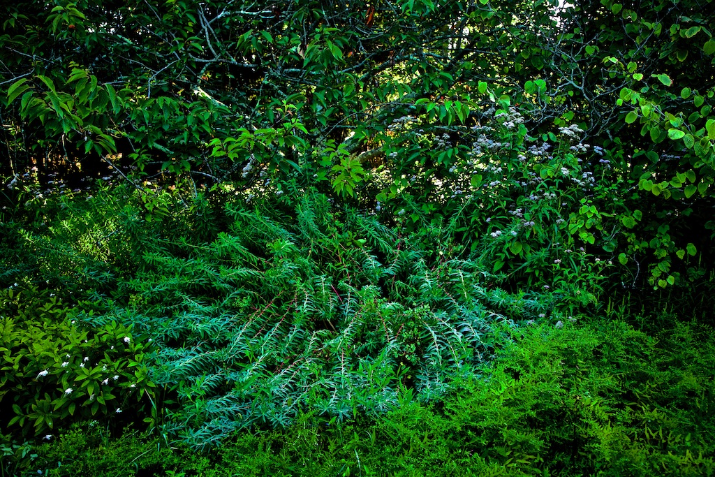 Green lush bush in a forest