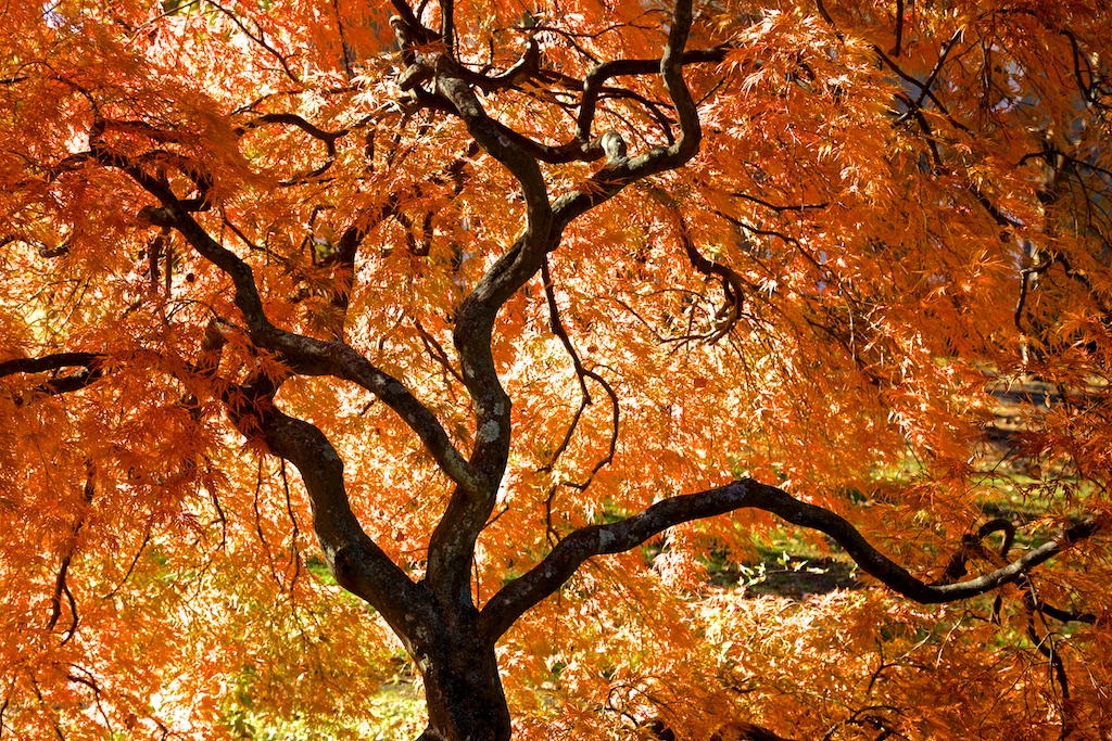 Tree in the fall with flamboyant orange leaves