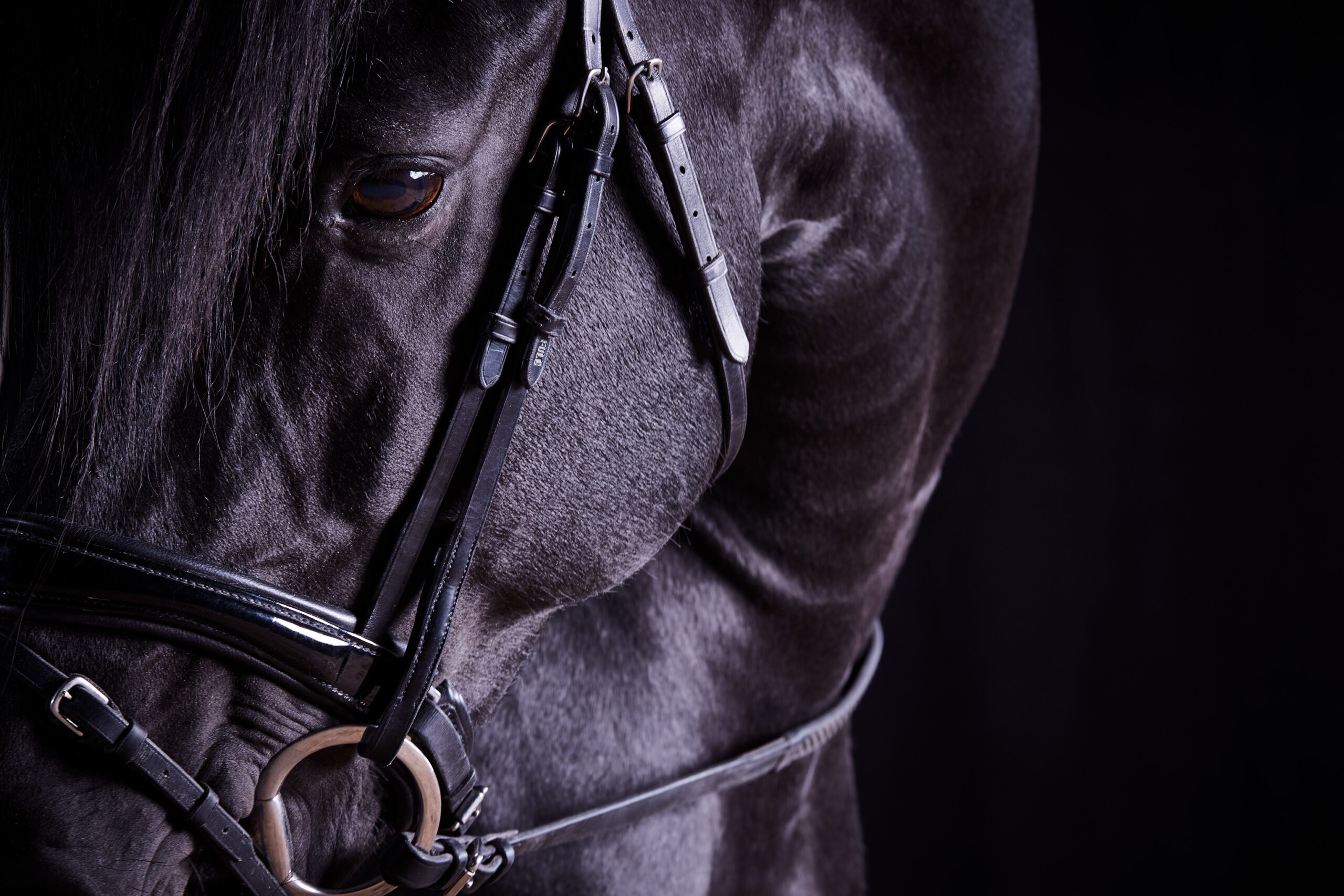 Close up of a black horse against a black background