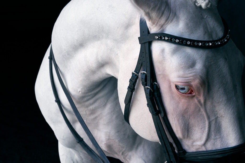Close up of a white palantino horse, against a black background