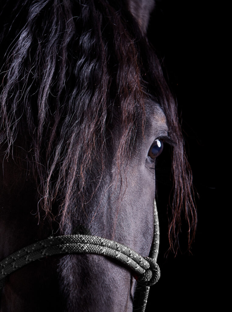 Face of a black horse looking straight at us