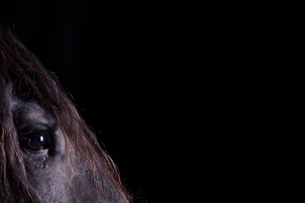 Close-up profile of a black horse against a black backdrop