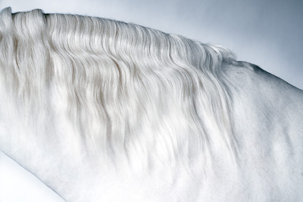 Close-up of the neck and mane of a white horse against a white backdrop