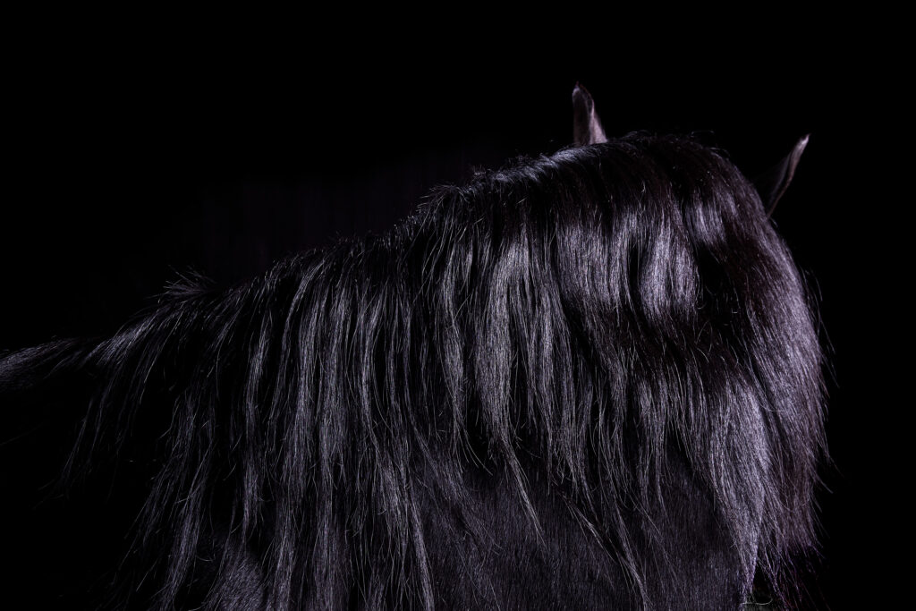 A black horse turning his face away so we only see his neck and mane and ears