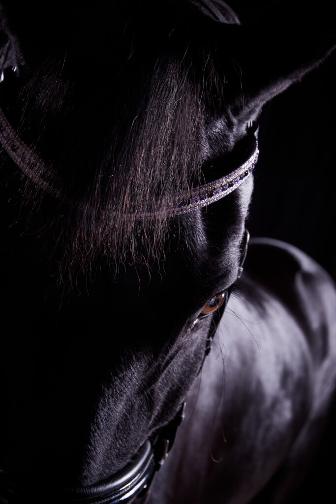 Portrait of a black horse against a black backdrop