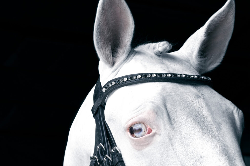 Close-up portrait of a palantino horse looking straight at us