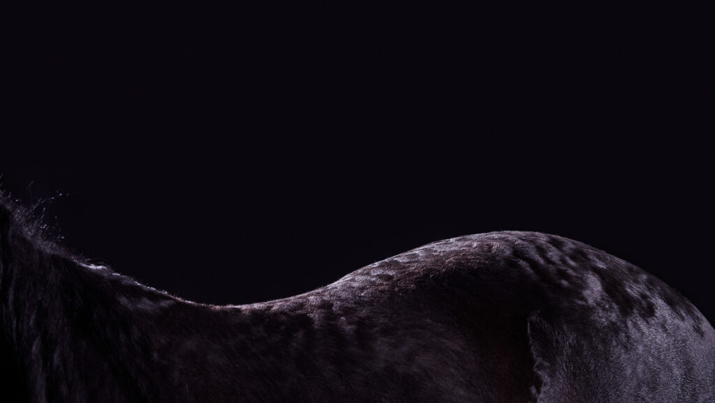 A black horse's curved back against a black backdrop