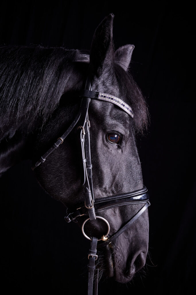 Profile of a black horse against a black backdrop