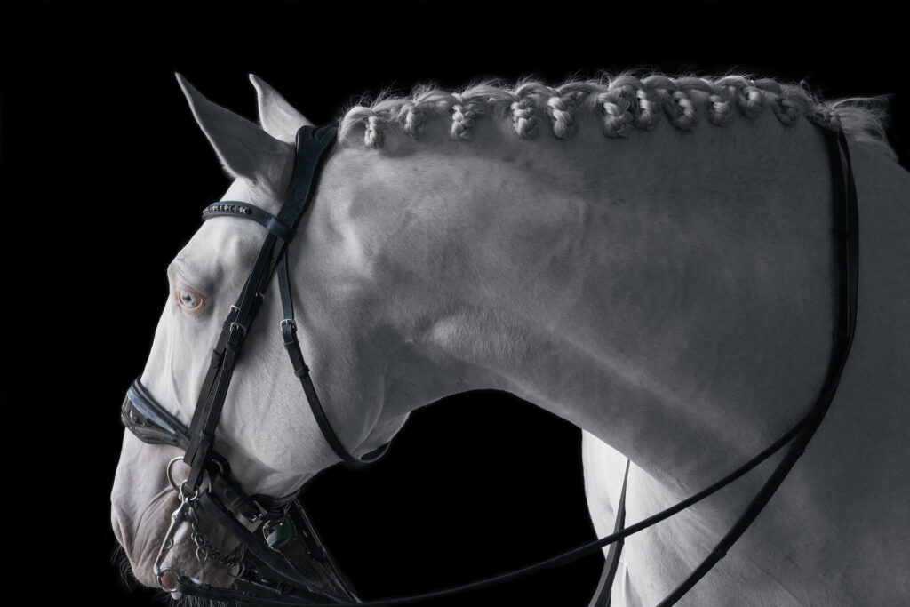 White horse against a black backdrop