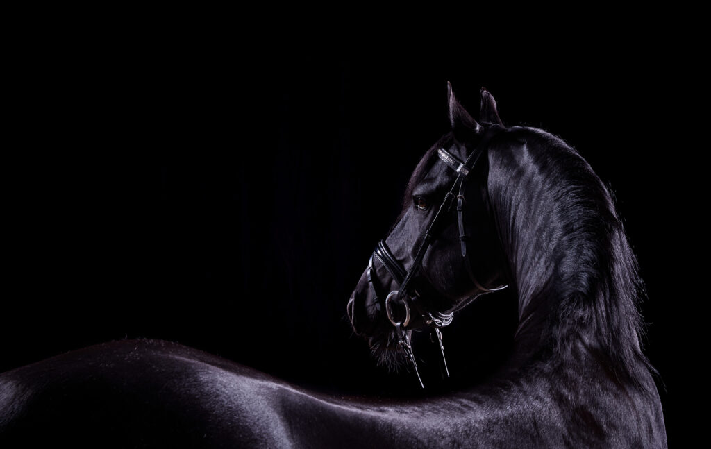 Profile of a black horse standing against a black backdrop
