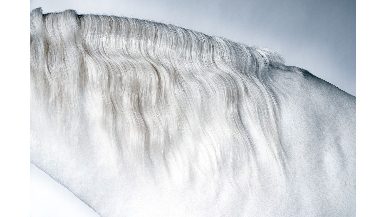 Profile of the neck of a white horse