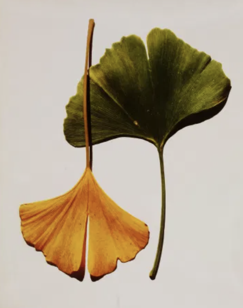 Two ginkgo leaves, one green, one yellow