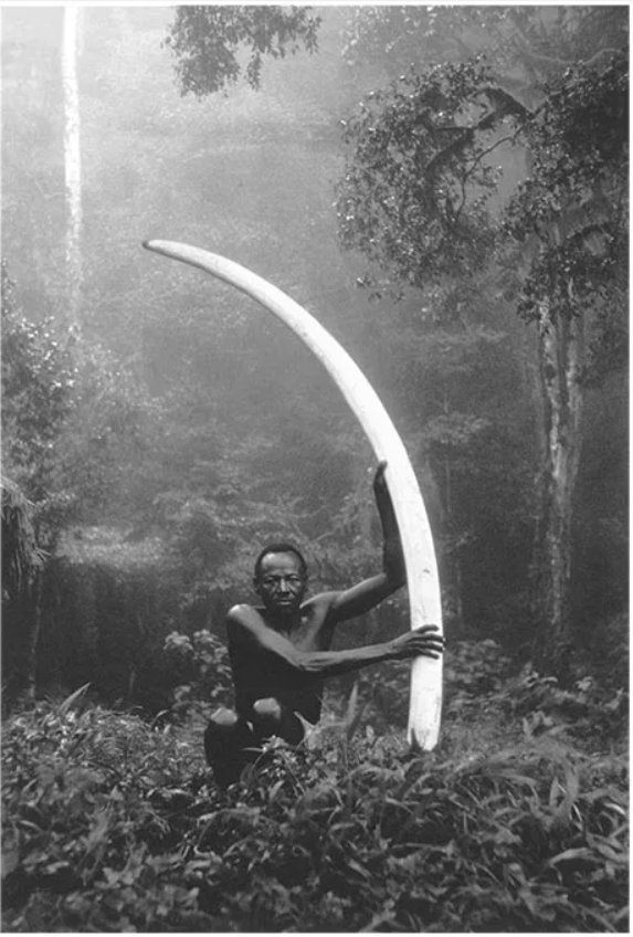 An African man in the jungle, holding a tall elephant tusk