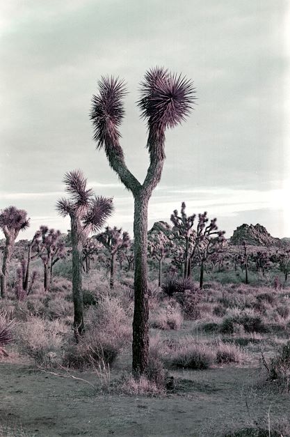 Fine art print of a Joshua Tree in a desertic landscape