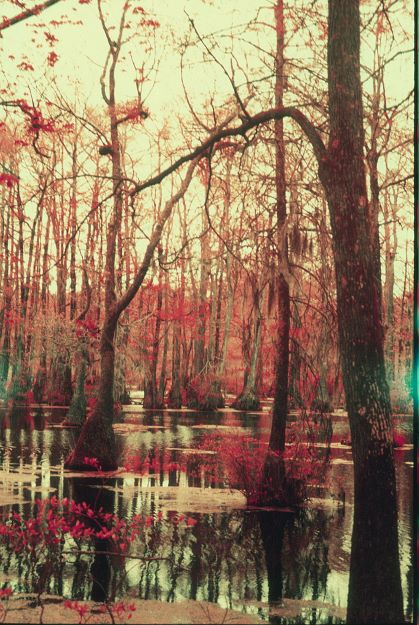 STEVEN LOPEZ: Swamp, II (fine art print)