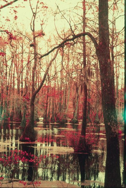 Fine art print of a moody swamp