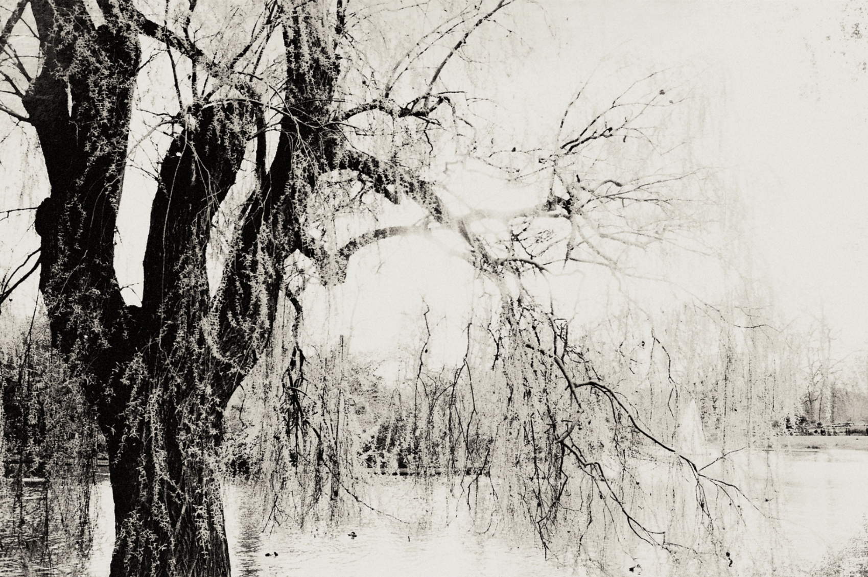 Ghostly landscape of a weeping willow by a lake