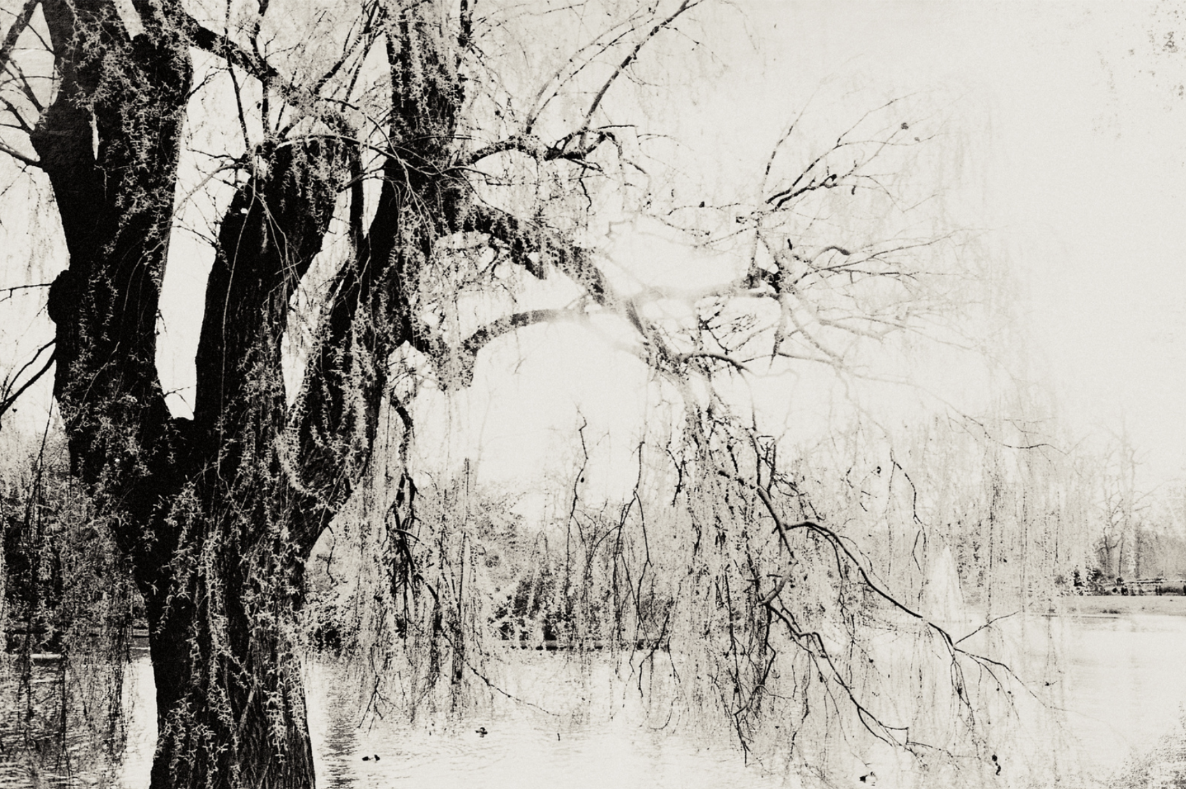 Limited Edition Print by Sinden Collier of a ghostly landscape of a weeping willow by a lake