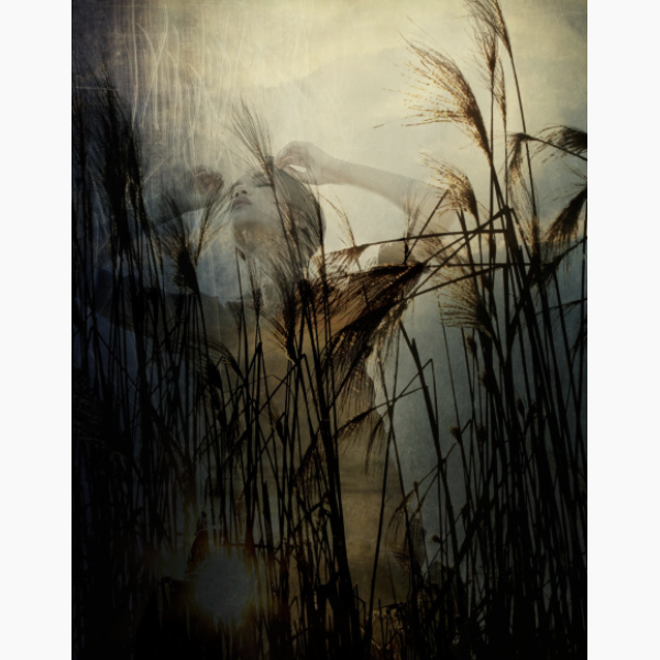 Superimposed image of a woman and of tall reeds