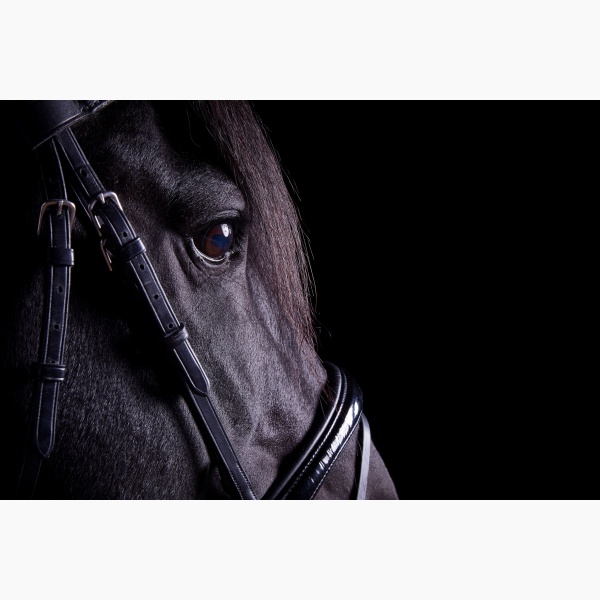 Close-up profile of a black horse against a black background
