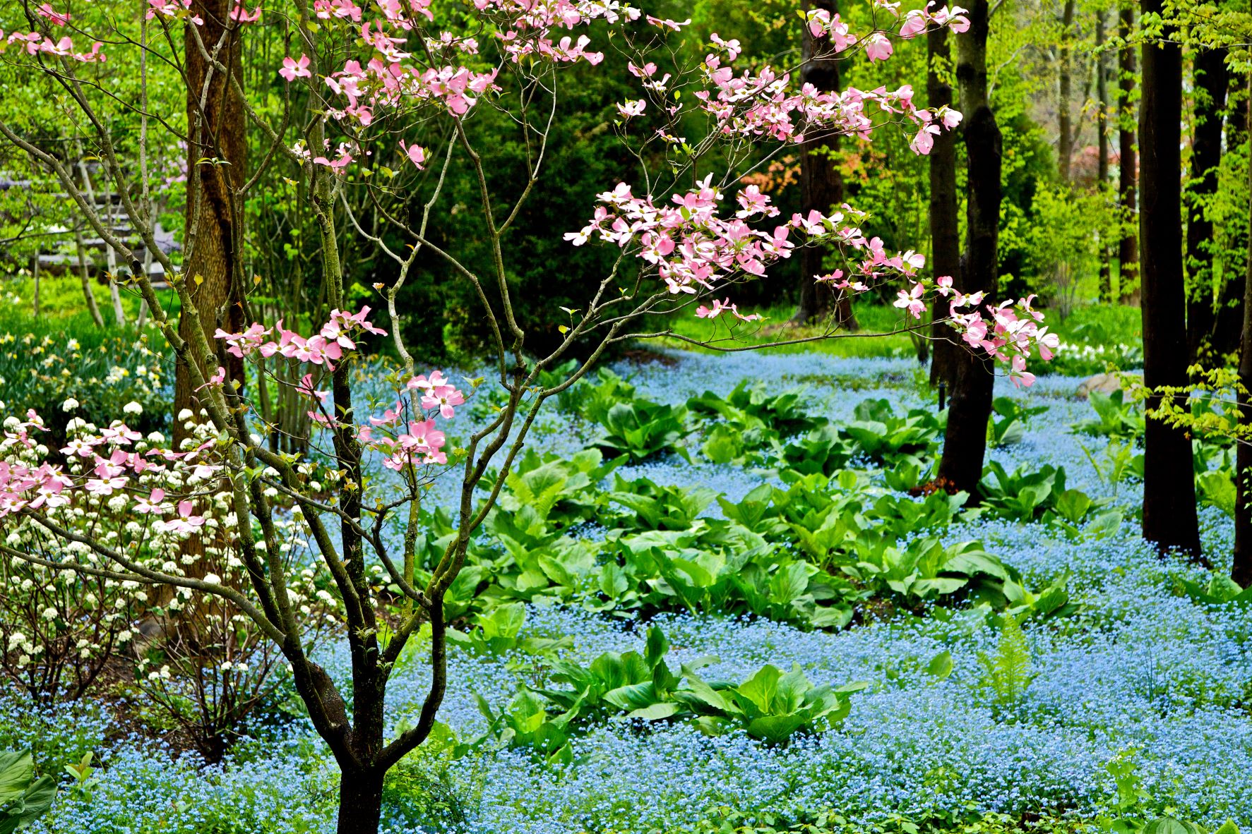 Garden in spring with flowers in bloom everywhere