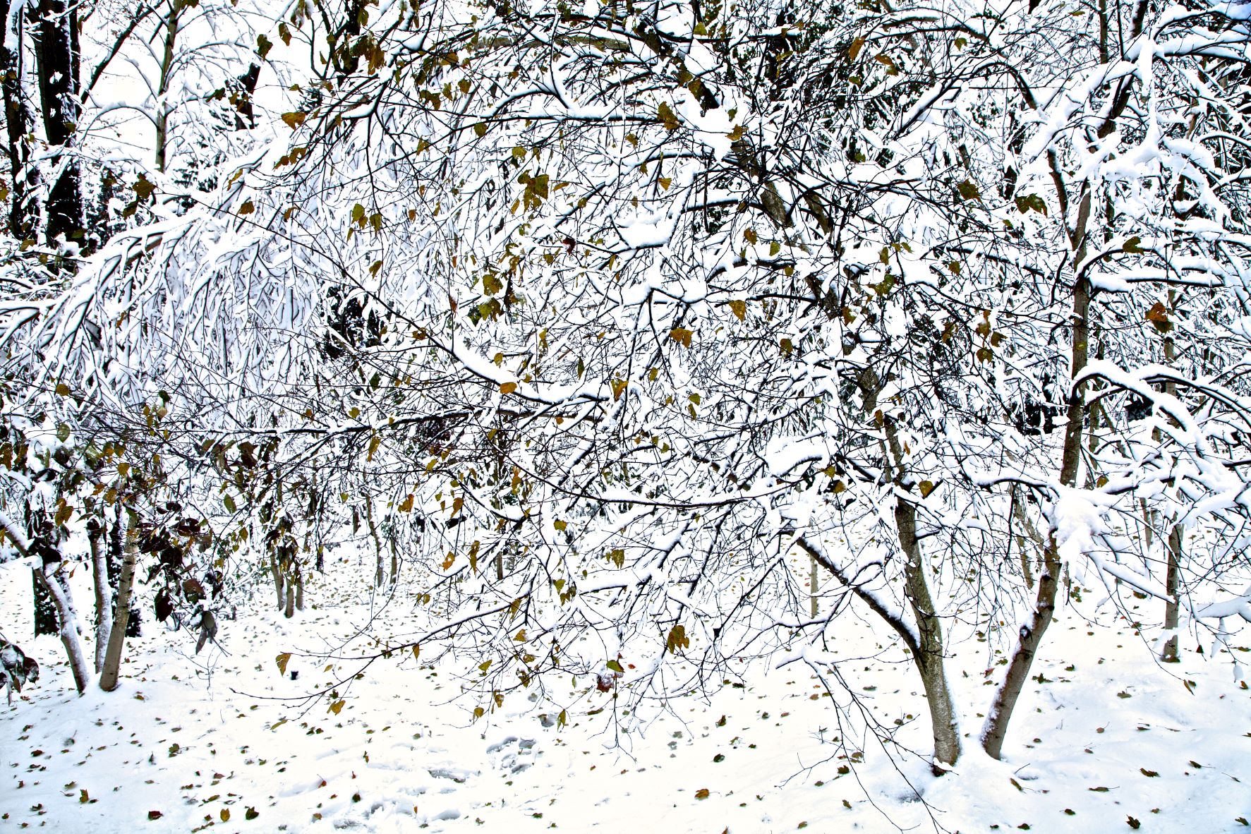 Limited edition print of a wintry landscape