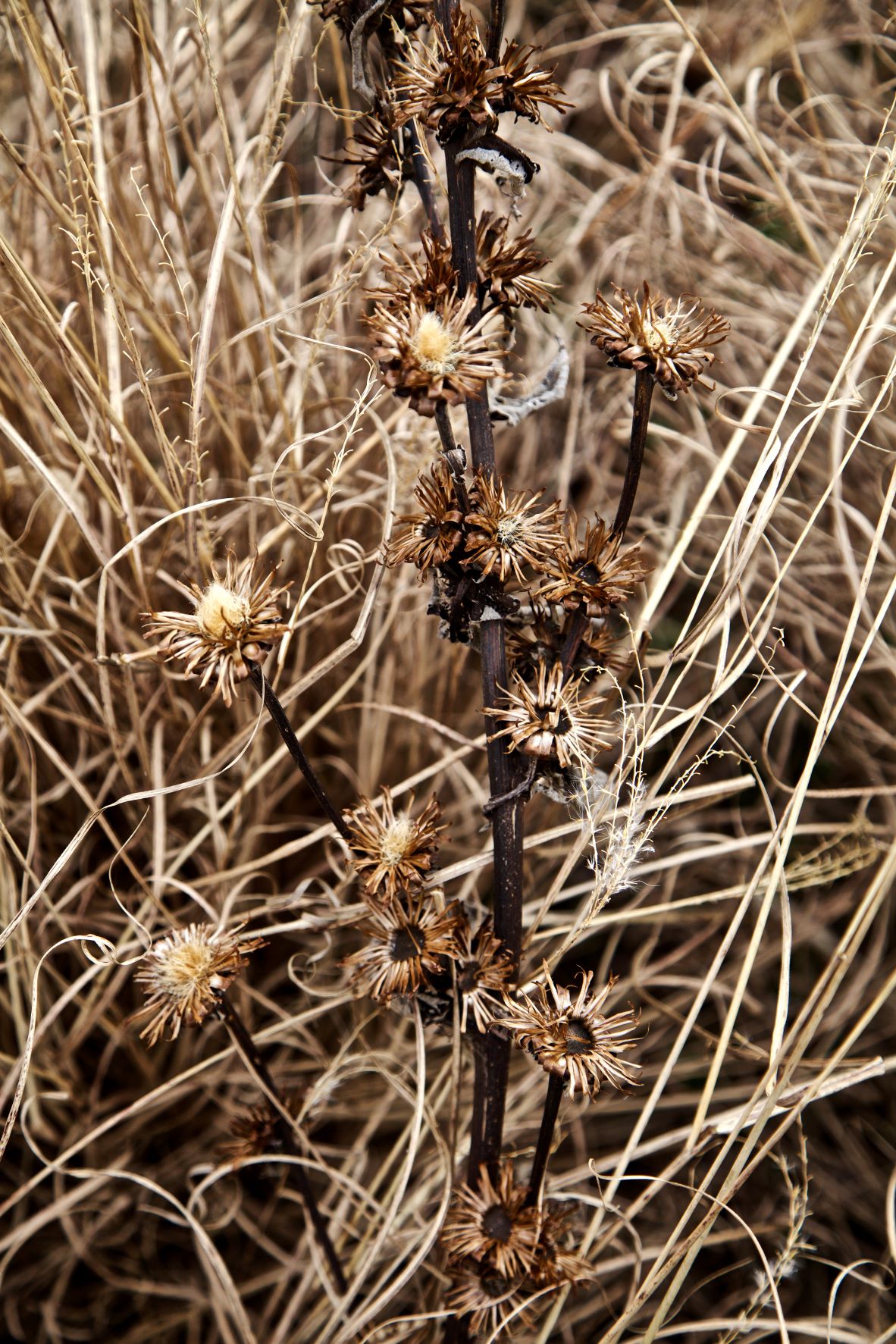 Limited edition print of a close up of wild grass