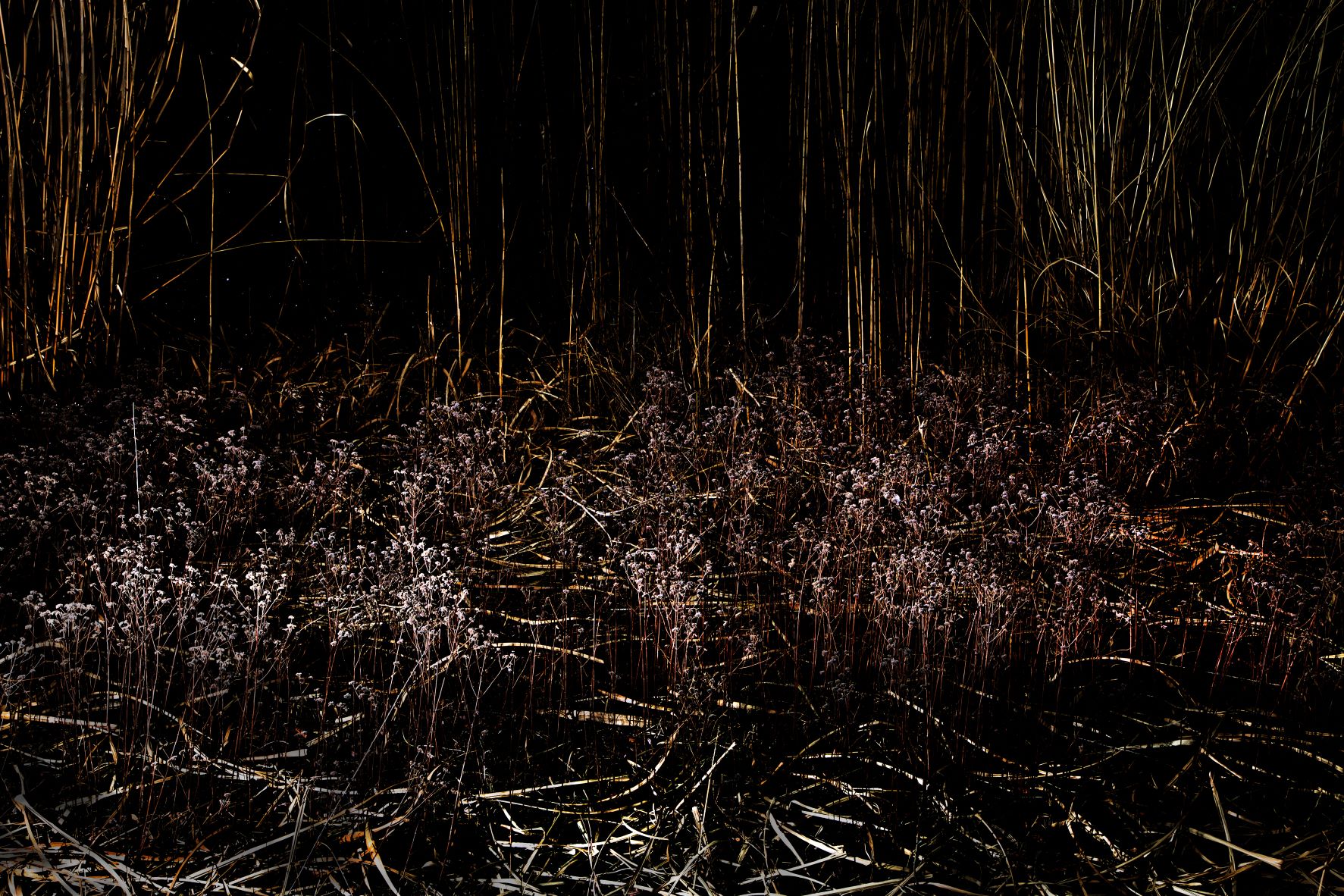 Marsh landscape in the fall