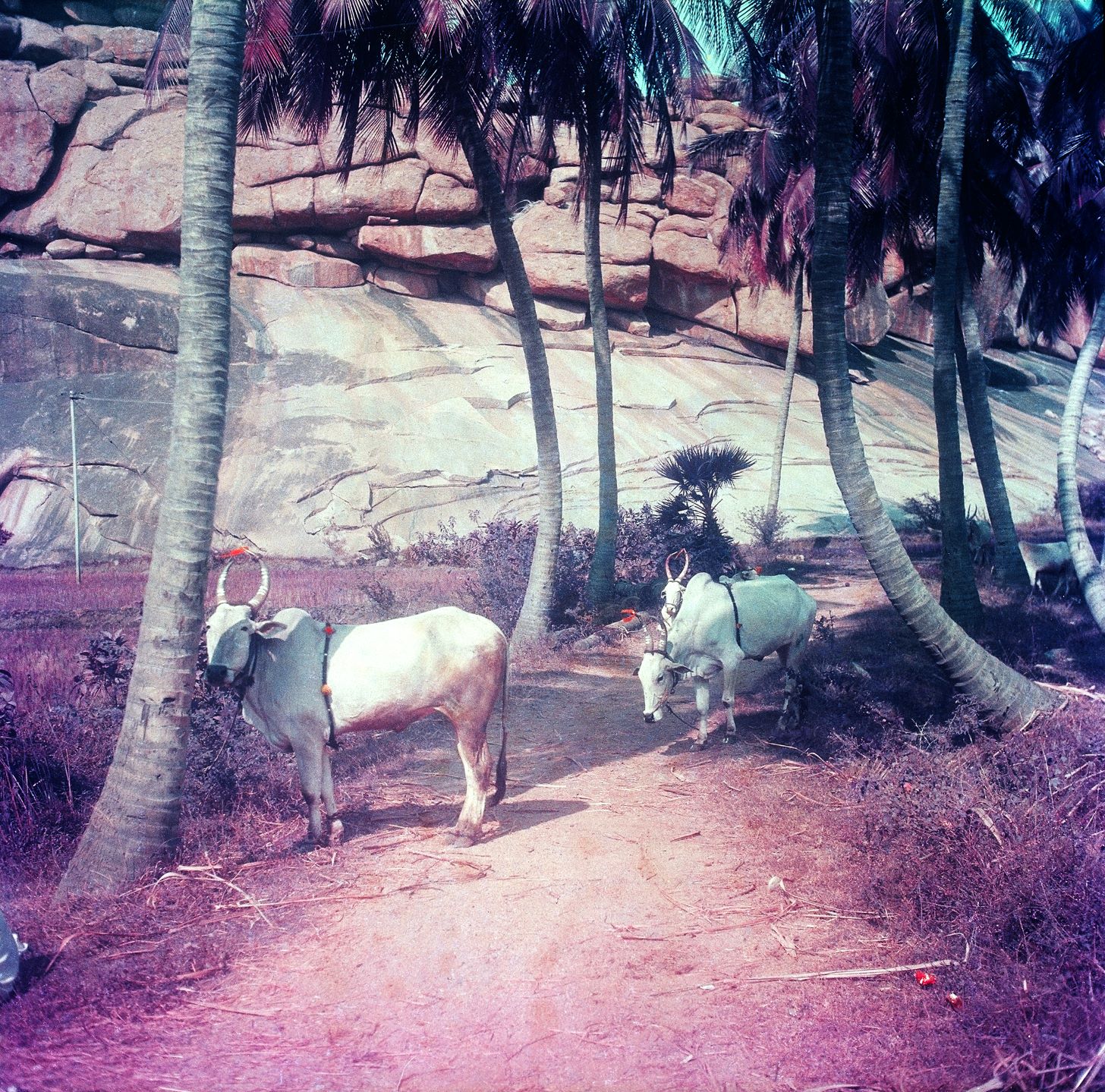 Sacred cows on a dirt path in Inda