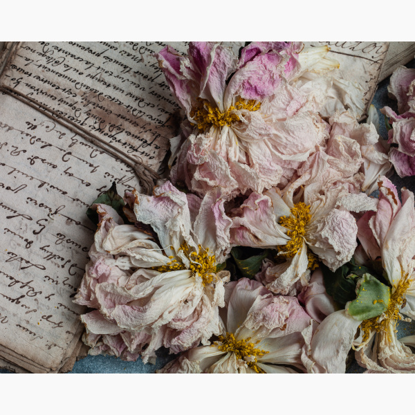 Dried peonies laying on top of old letters