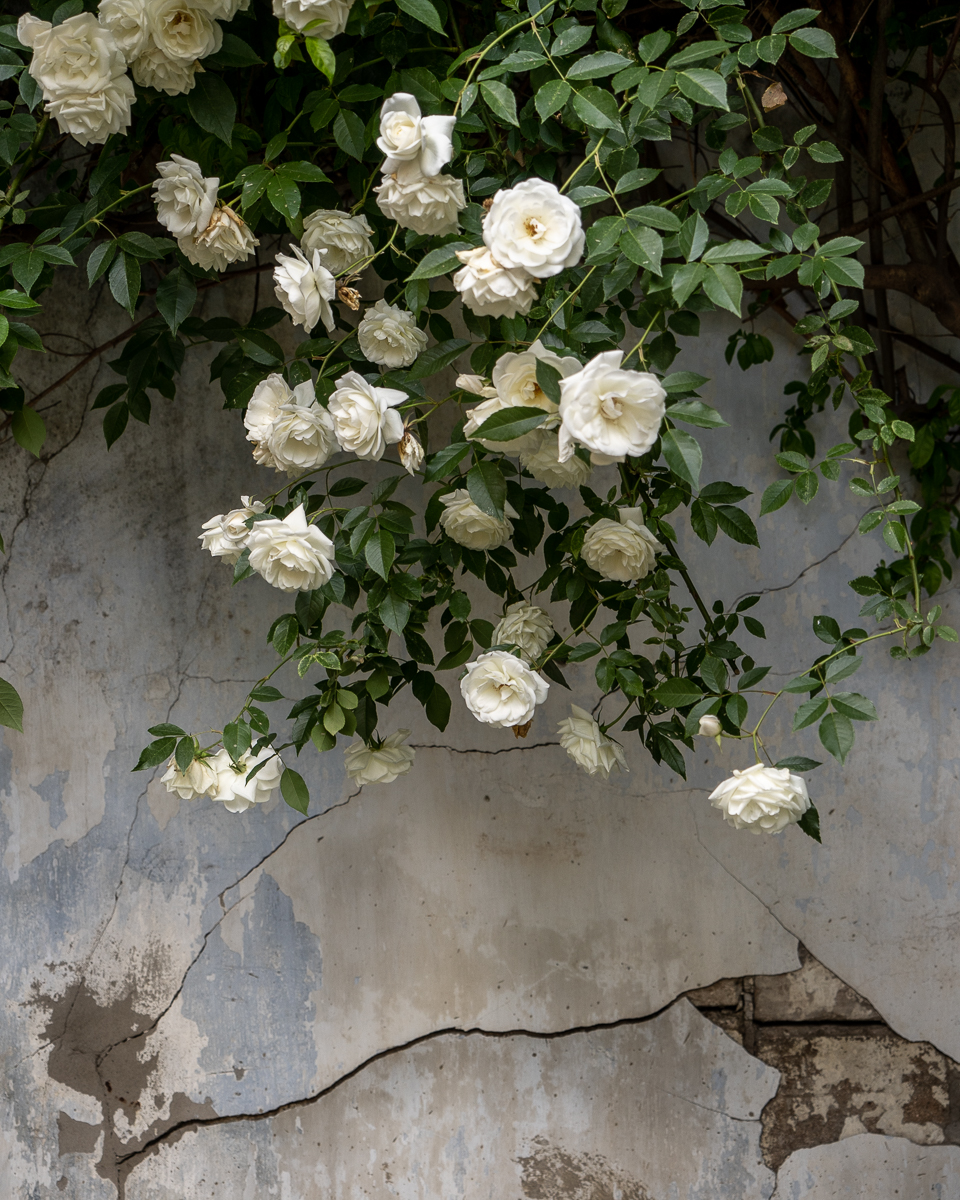 A large rose plant hangs from a wall, falling over it