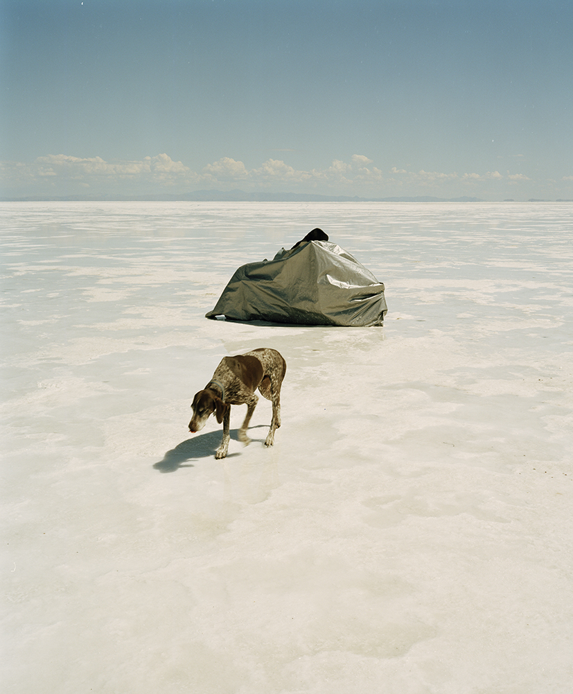 A dog walks awa from a covered racing motorcycle in the middle of a salt flat