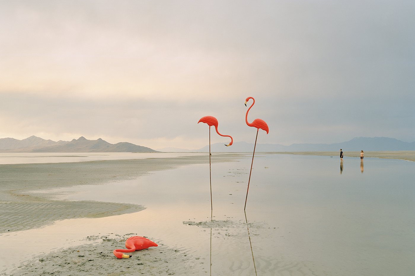 A couple of plastic flamingos stands on a salt flat, with a third laying on the ground, with a couple of people in the distance