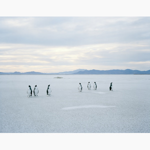 A group of large plastic penguins stands in the middle of a salt flat