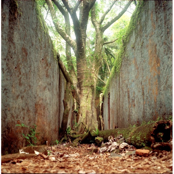 A tree growing in a narrow alley with crumbling walls around it