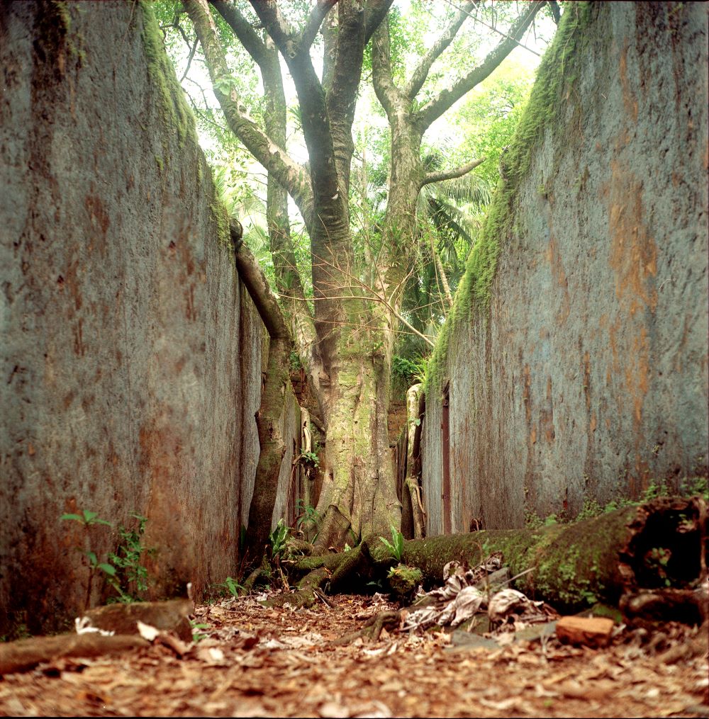 A tree growing in a narrow alley with crumbling walls around it