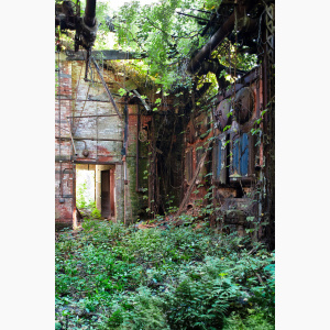 An abandoned building with plants growing in it